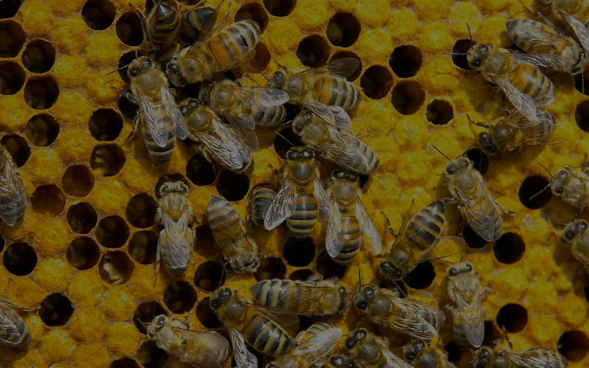 Tauzer Apiaries